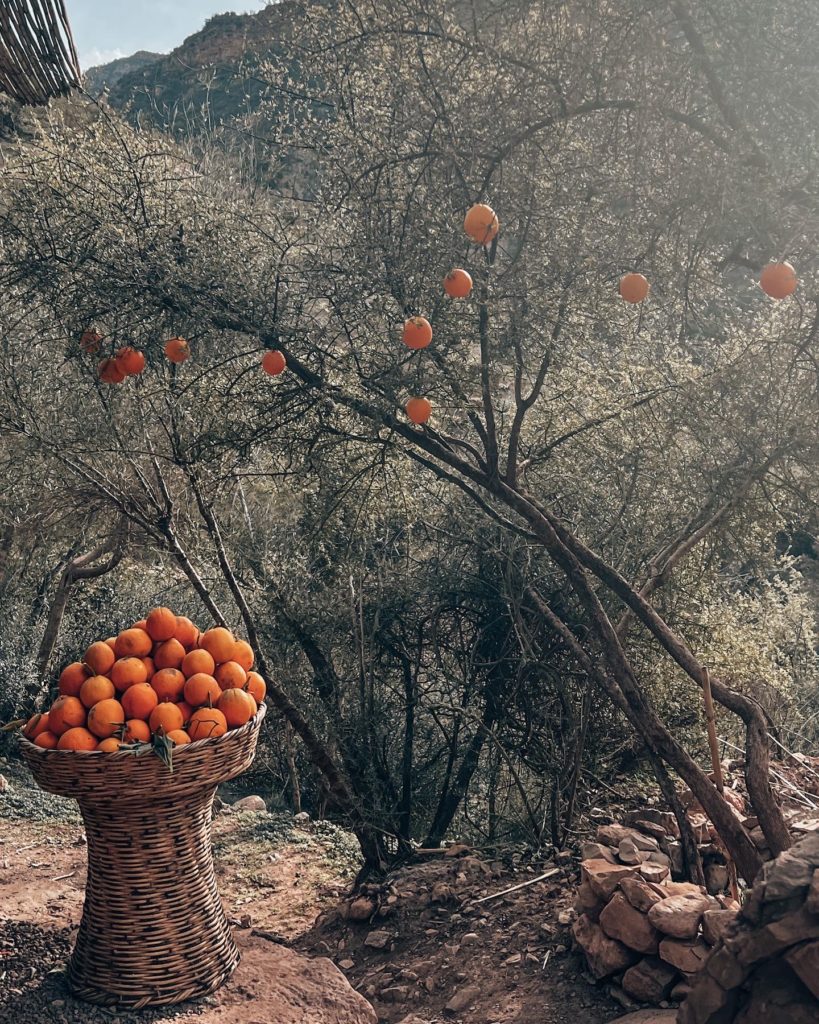 an orange tree found in Paradise Valley, Agadir, Morocco