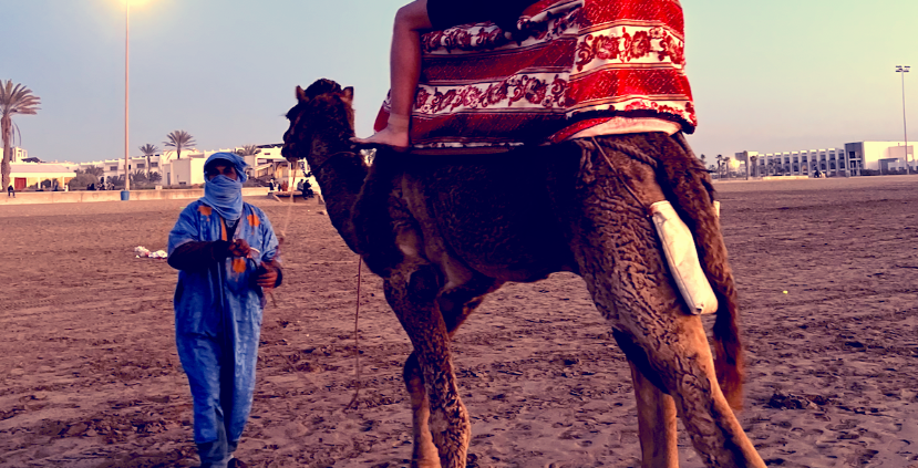 a camel in Morocco Agadir