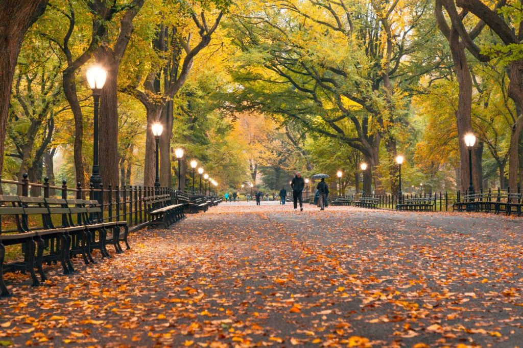Central Park in NYC