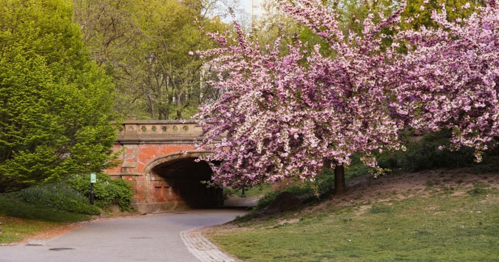 Cherry blossoms in Central Park during spring in New York City