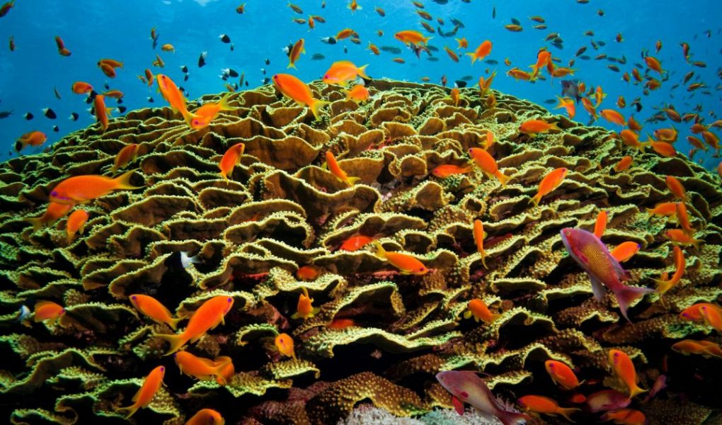 Anthias on coral - Credit - Geoff Trodd