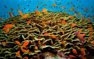 Anthias on coral - Credit - Geoff Trodd