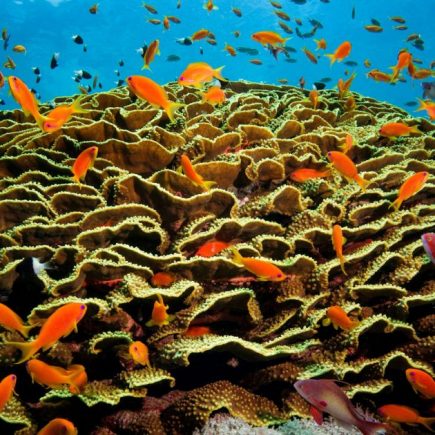 Anthias on coral - Credit - Geoff Trodd