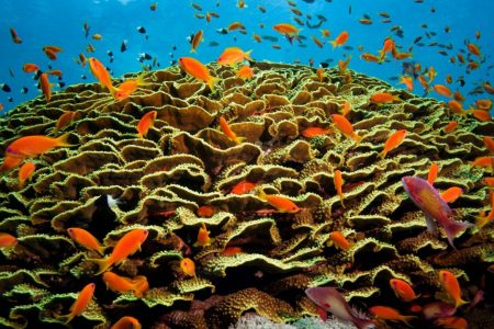 Anthias on coral - Credit - Geoff Trodd