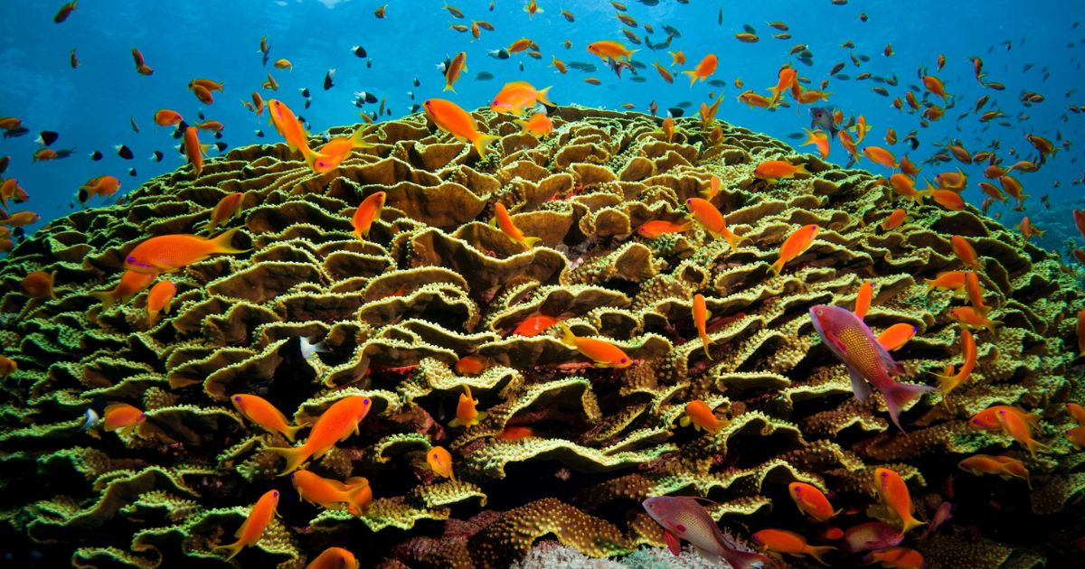 Anthias on coral - Credit - Geoff Trodd